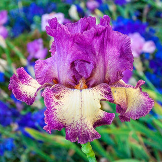 Rock Star Reblooming Bearded Iris Seeds